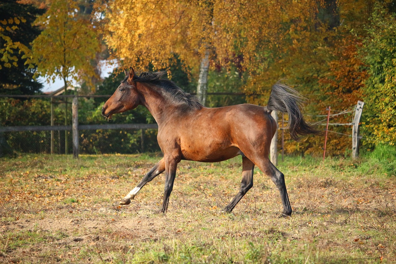 馬品種與價格概覽，全面解析各類馬匹及其價值