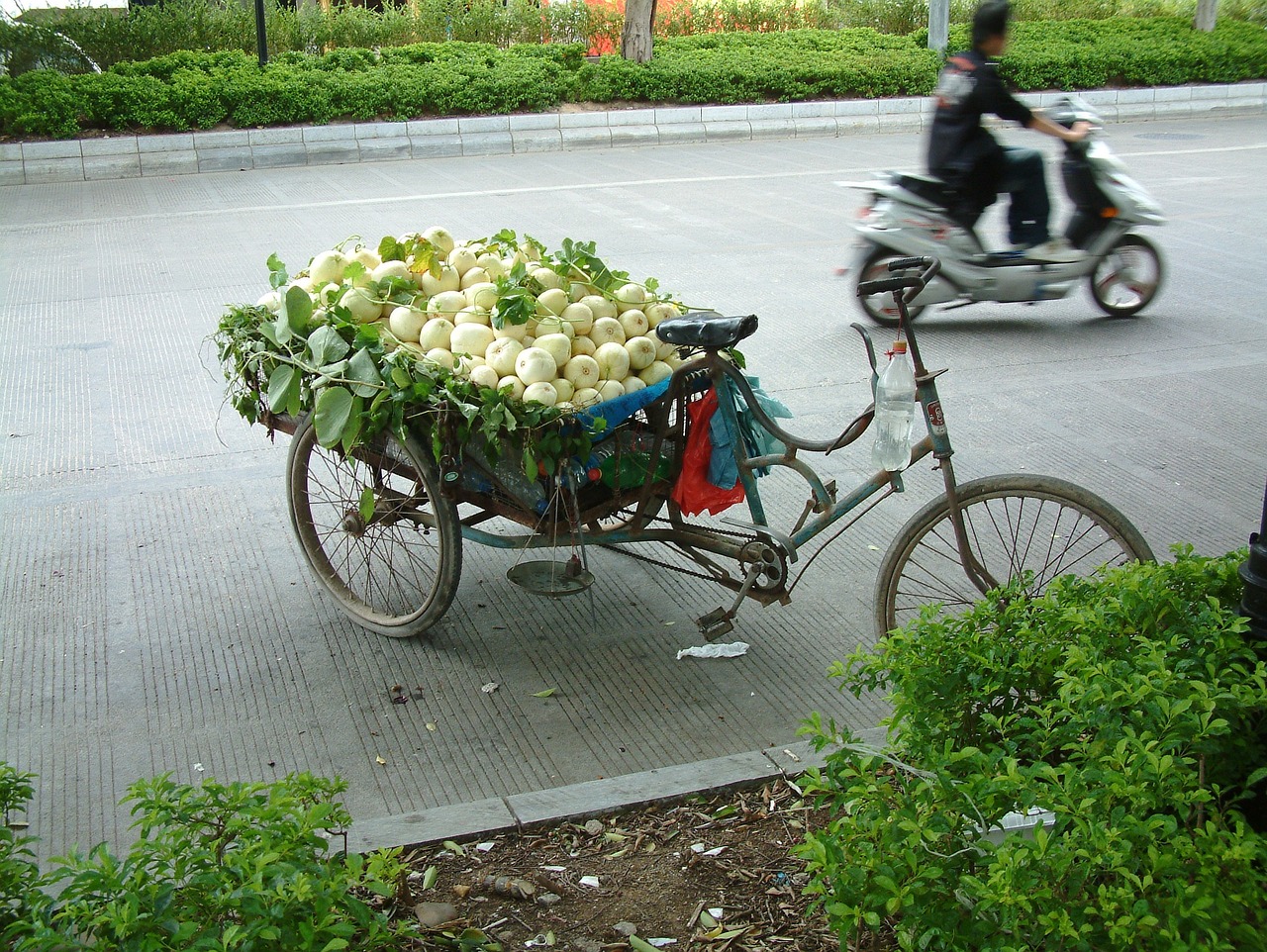 車輛正車頭照片，揭示身份與文化獨特視角的觀察