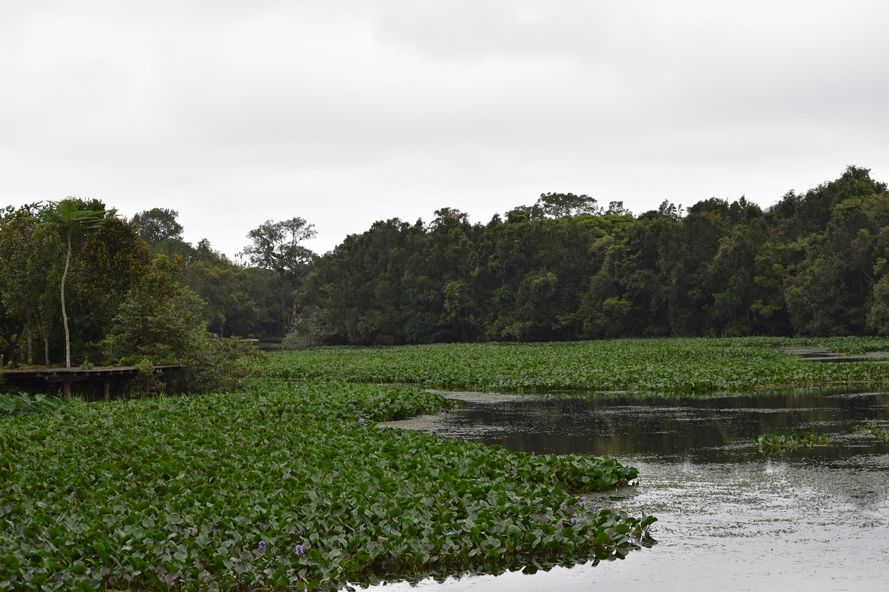 城鎮(zhèn)口袋公園，綠色生態(tài)與人文魅力的完美交融