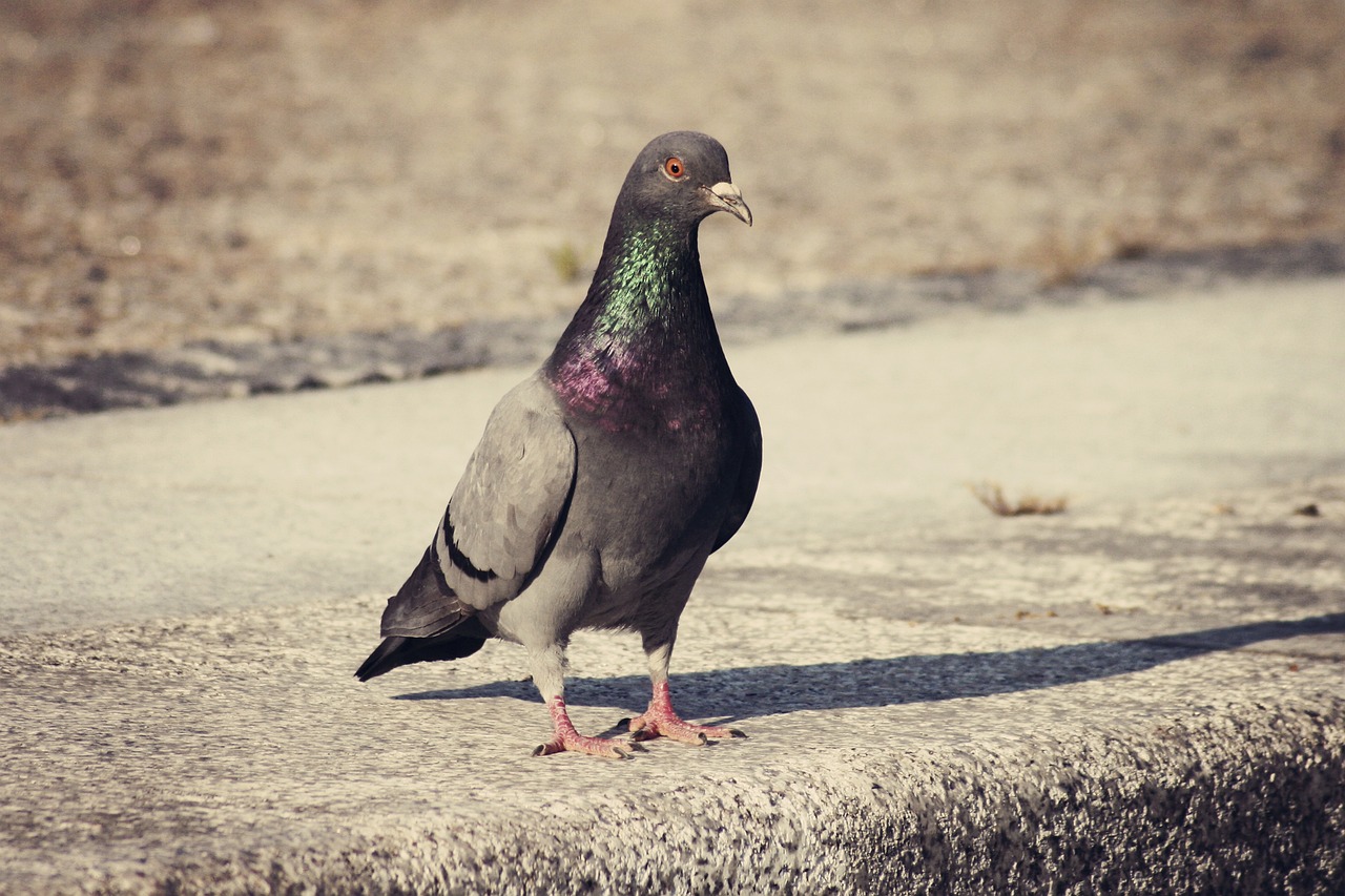 帕魯幻獸雷冥鳥配種深度研究